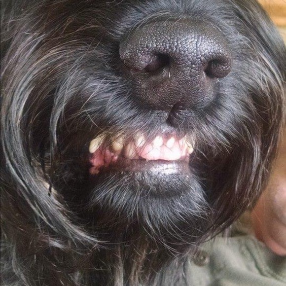 giantschnauzer